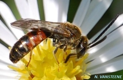 Lasioglossum calceatum